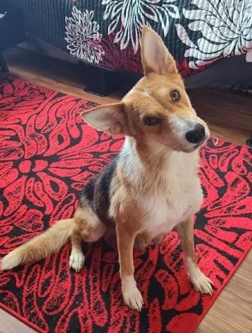 Photo of Dolly, adoptable Australian Cattle Dog/Blue Heeler in Camarillo, California