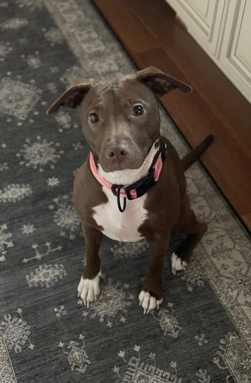 Photo of Reese, adoptable Terrier in Doylestown, Pennsylvania