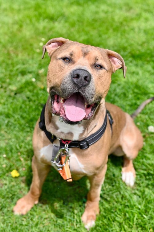 Photo of Zeus, adoptable Pit Bull Terrier in Gloversville, New York
