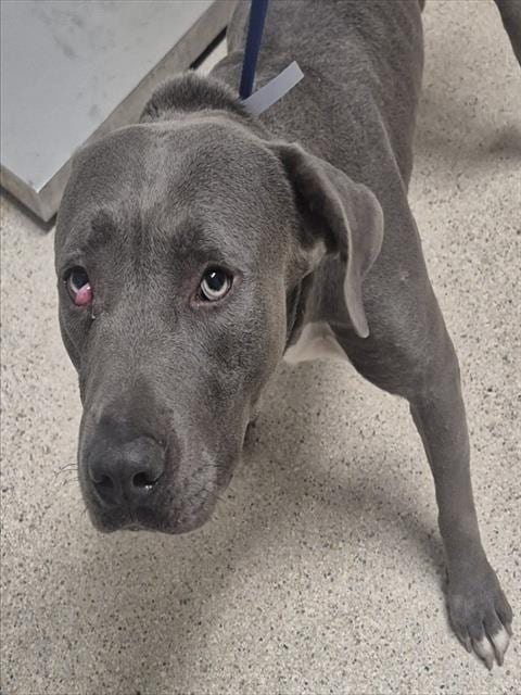 Photo of Curly Bill, adoptable Pit Bull Terrier in Bakersfield, California