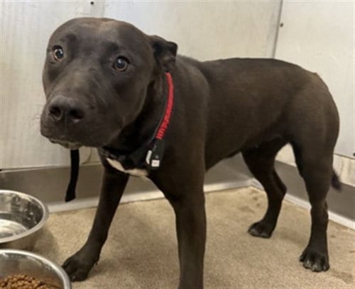 Photo of Kat, adoptable Pit Bull Terrier in San Bernardino, California