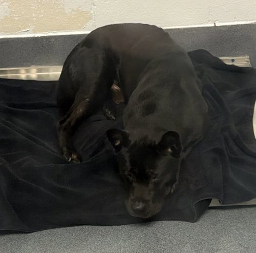 Photo of DA 11 Salem, adoptable Chow Chow in Glen Allen, Virginia