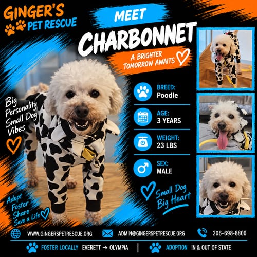 Photo of Charbonnet From Korea, adoptable Poodle (Miniature) in Federal Way, Washington