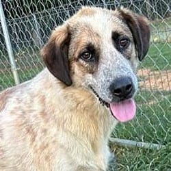 Photo of Chase Jasmine, adoptable Labrador Retriever Hound (Unknown Type) in Andover, Massachusetts