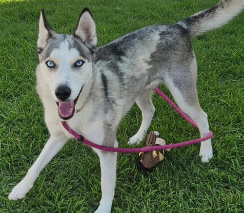Photo of Sali, adoptable Husky in Albuquerque, New Mexico