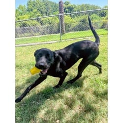 Photo of Diamond, adoptable Labrador Retriever in Texas City, Texas