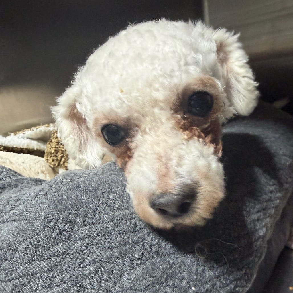 Photo of Fleur, adoptable Bichon Frise in West Chester, Pennsylvania