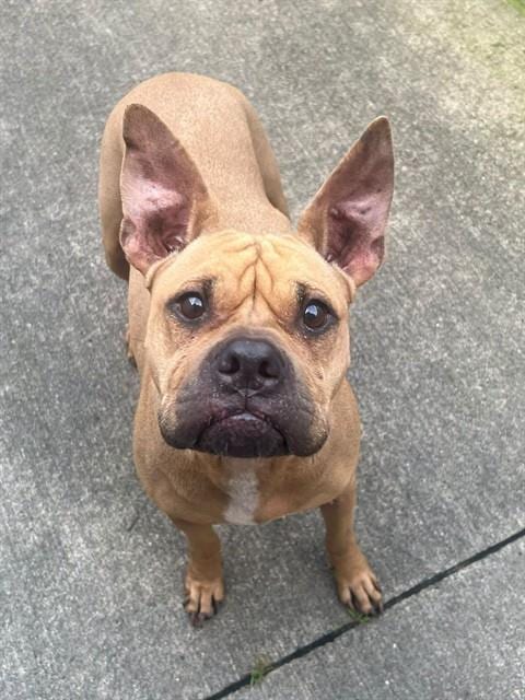 Photo of Pumpkin, adoptable American Pit Bull Terrier in Chicago, Illinois