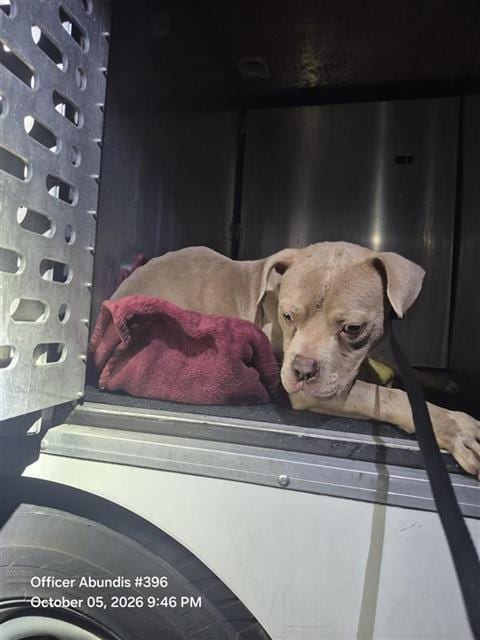 Photo of Knight, adoptable American Staffordshire Terrier in San Antonio, Texas