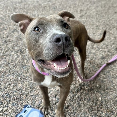 Photo of Yari, adoptable American Pit Bull Terrier in Mesa, Arizona