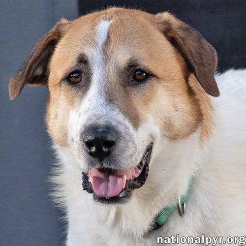 Photo of Buster in CT - Energetic Love-Bug, adoptable Great Pyrenees in Beacon, New York