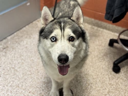 Photo of Hutch, adoptable Siberian Husky in Pueblo, Colorado