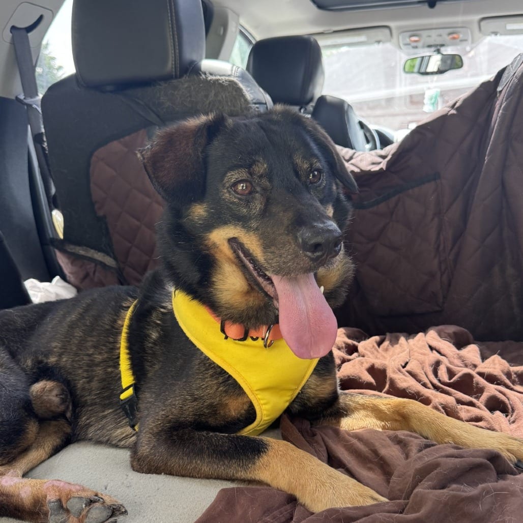 Photo of Rowell, adoptable Mixed Breed (Medium) in Winston-Salem, North Carolina