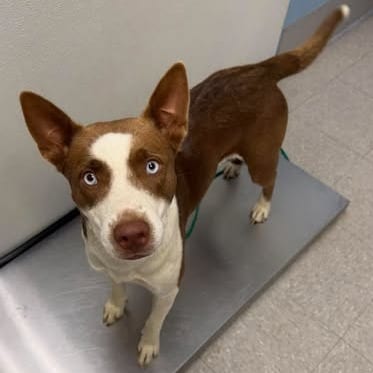 Photo of Harley 26-09-122, adoptable Kelpie, Australian / Husky in Bastrop, Texas