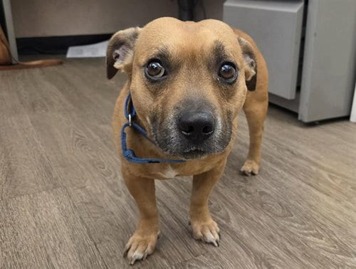 Photo of Gus, adoptable Terrier in Martinez, California