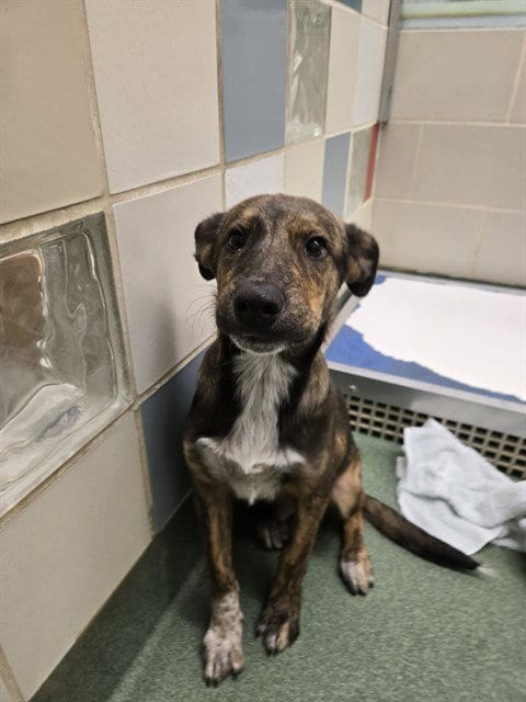 Photo of River, adoptable Australian Cattle Dog/Blue Heeler in Plano, Texas