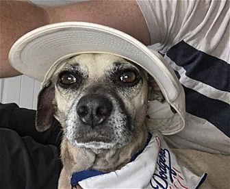 Photo of Ty, adoptable Chihuahua in Dana Point, California