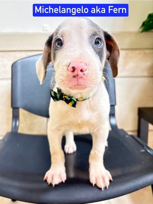 Photo of ML Michelangelo aka Fern, adoptable Labrador Retriever in Warrenton, Missouri