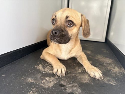 Photo of A256526, adoptable Pug in Visalia, California