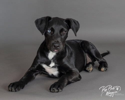 Photo of Erling Haaland, adoptable Labrador Retriever in Claremore, Oklahoma