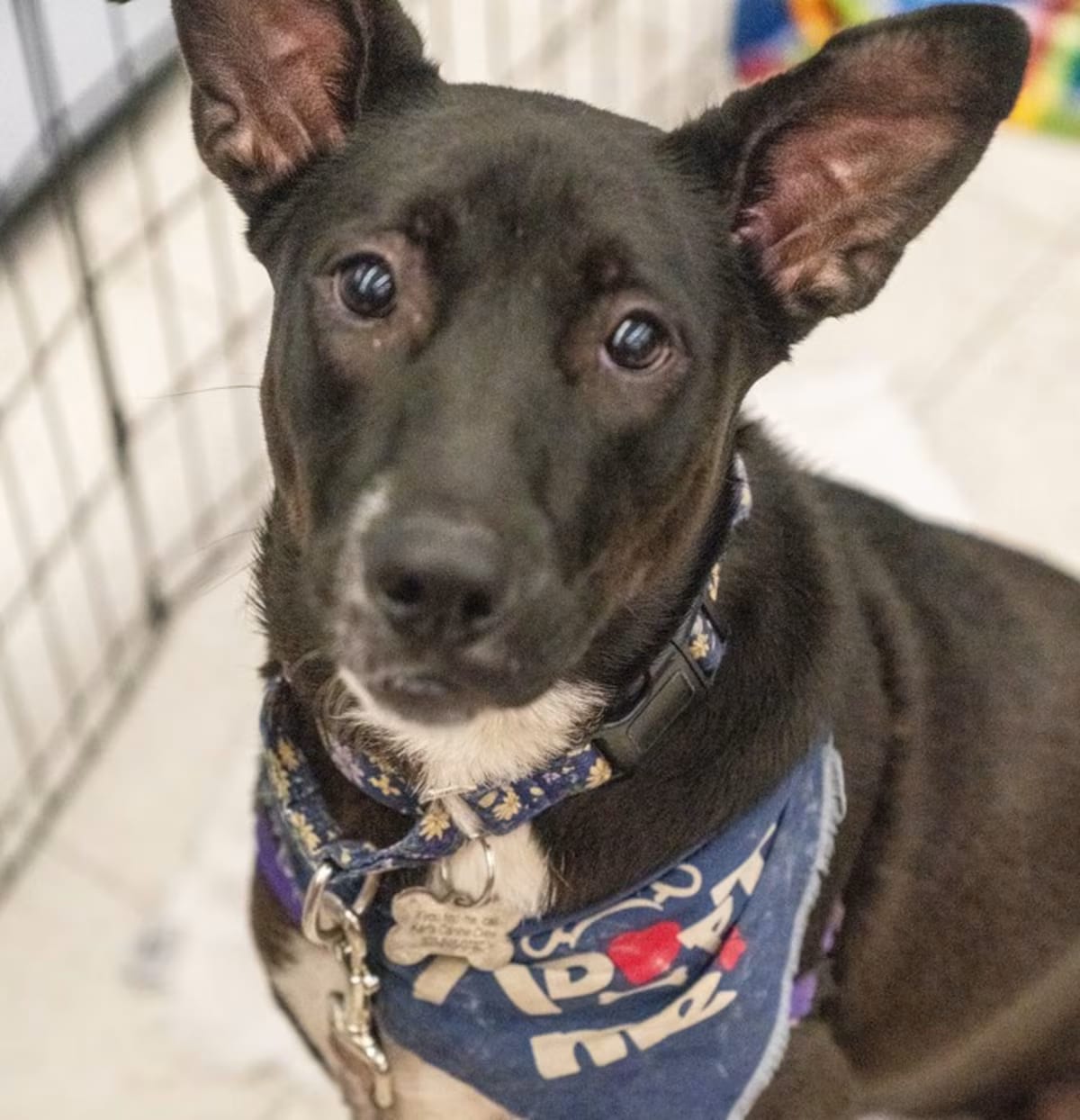 Photo of Panther, adoptable Labrador Retriever in Colorado Springs, Colorado