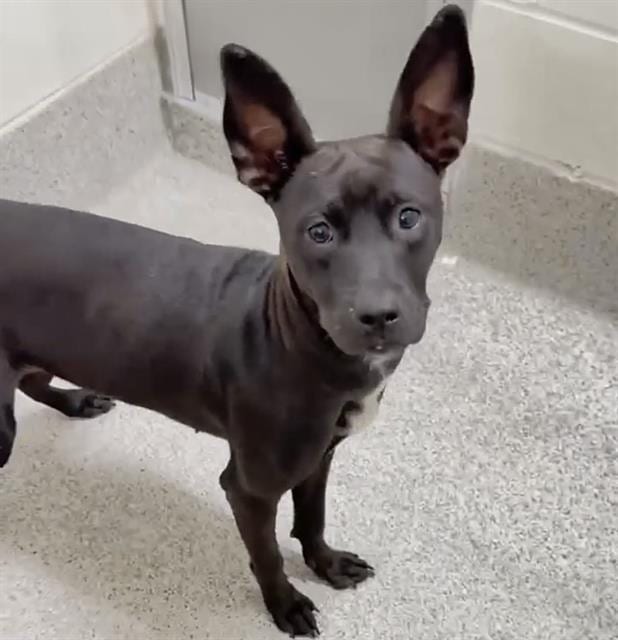 Photo of Wendy, adoptable Labrador Retriever mix in Houston, Texas