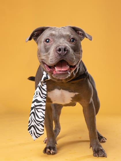 Photo of Marshmallow, adoptable dog in Atlanta, Georgia