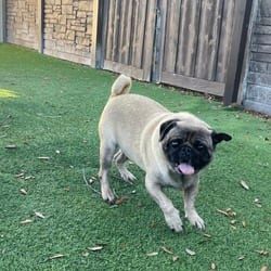 Photo of Delamar 2525, adoptable Pug in Loxahatchee, Florida