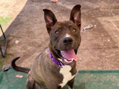 Photo of Mobius, adoptable dog in Georgetown, Texas