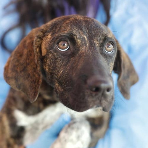 Photo of Fable, adoptable Labrador Retriever in San Antonio, Texas
