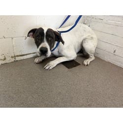 Photo of Two-Tone, adoptable American Pit Bull Terrier in San Bernardino, California