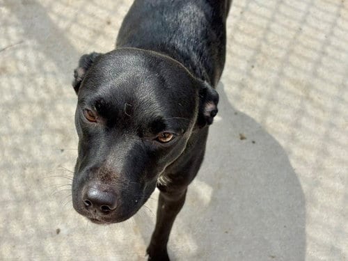 Photo of Mila, adoptable Patterdale Terrier (Fell Terrier) in Tulsa, Oklahoma