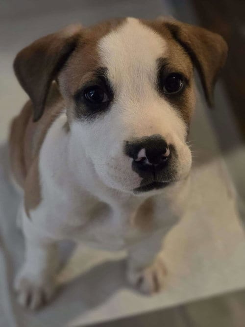 Photo of Charlie Brown, adoptable Unknown breed in Poplar Bluff, Missouri
