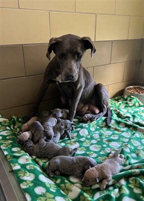 Photo of Momsie, adoptable Cane Corso Mastiff in Riverside, California
