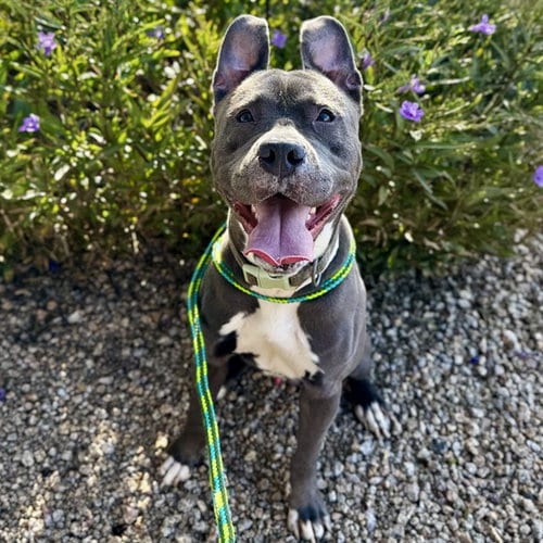 Photo of Dunston, adoptable American Pit Bull Terrier in Mesa, Arizona