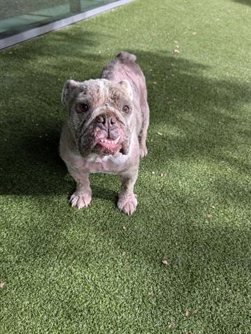 Photo of Chato, adoptable English Bulldog in San Martin, California
