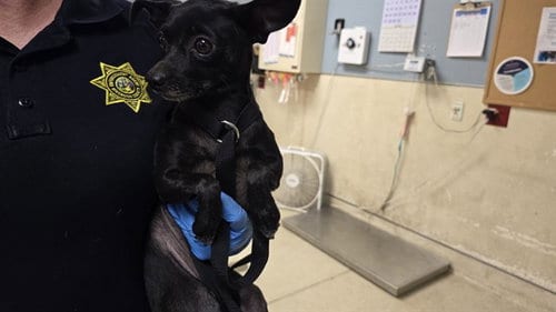 Photo of Ofelia, adoptable Chihuahua in Riverside, California