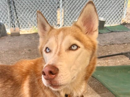 Photo of Nickel, adoptable dog in Georgetown, Texas