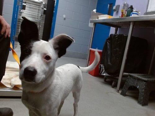 Photo of Sprout, adoptable Pointer in Albuquerque, New Mexico