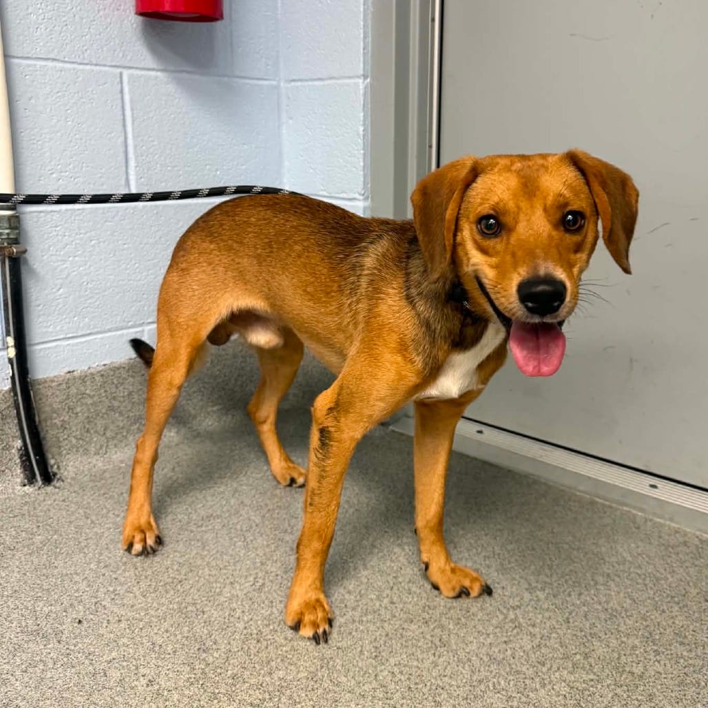 Photo of August, adoptable Beagle in Martinsville, Virginia