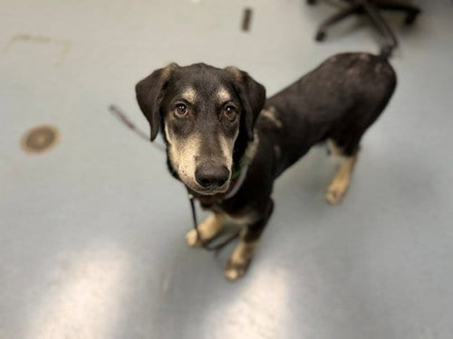 Photo of Cabin Boy, adoptable Hound in Denver, Colorado