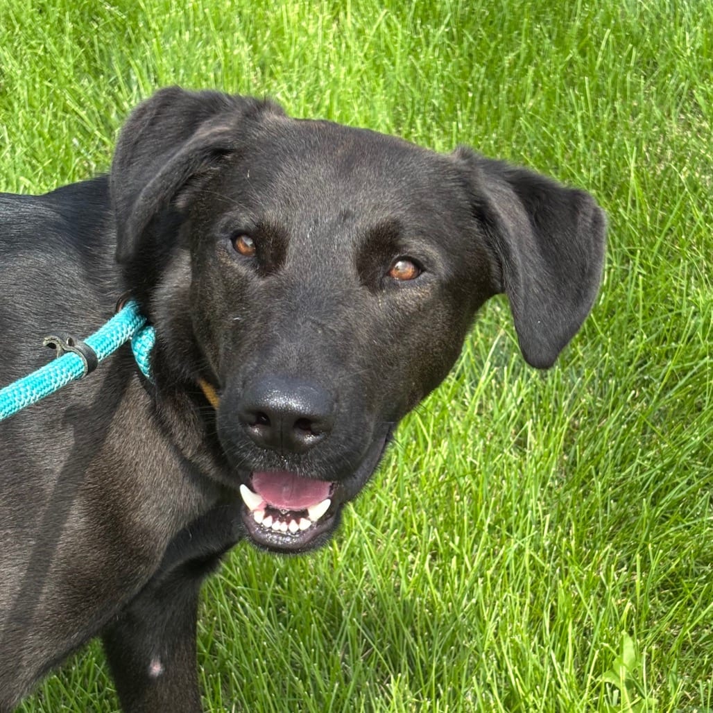 Photo of Tank, adoptable Retriever, Chesapeake Bay / Husky in Council Bluffs, Iowa