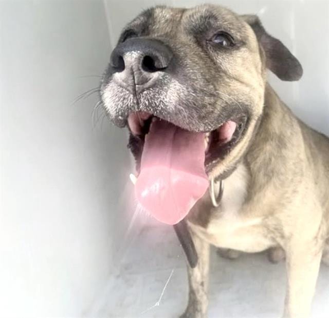 Photo of Senior Mastiff, adoptable Mastiff in Houston, Texas