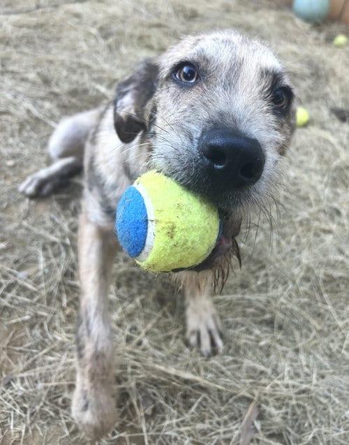 Photo of Aslan, adoptable Terrier in Wetumpka, Alabama
