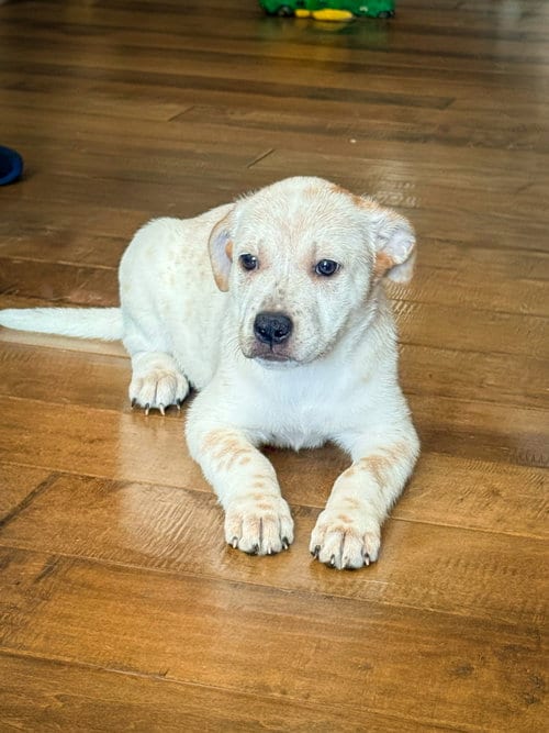 Photo of Emma’s Junebug, adoptable Cattle Dog in San Diego, California