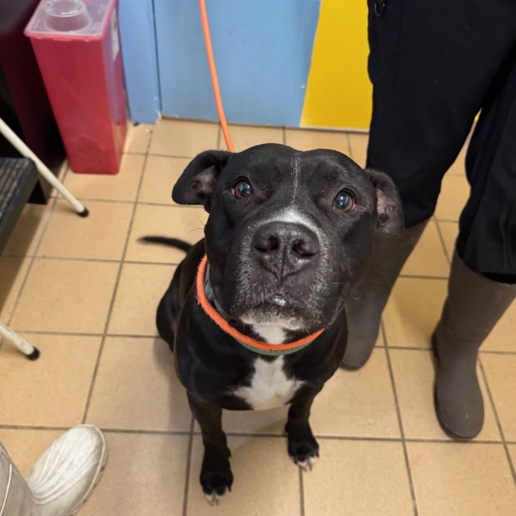 Photo of Washington, adoptable Terrier, American Pit Bull / Mixed Breed (Medium) in Fort Pierce, Florida