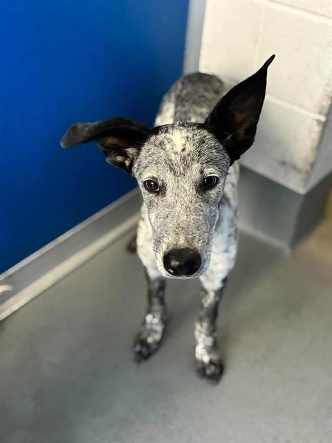 Photo of A256386, adoptable Queensland Heeler in Visalia, California