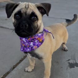 Photo of Ruppert, adoptable Pug in Santa Maria, California