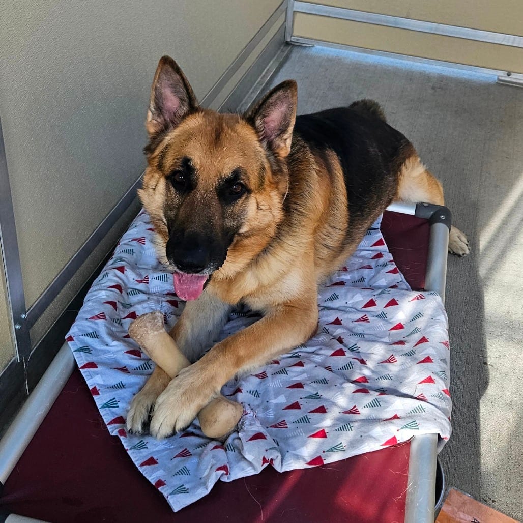 Photo of Bubba, adoptable Shepherd, German in Ballston Spa, New York