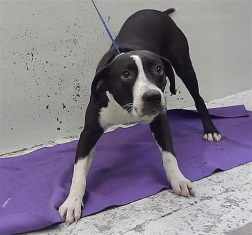 Photo of Vinny, adoptable Staffordshire Bull Terrier in Houston, Texas